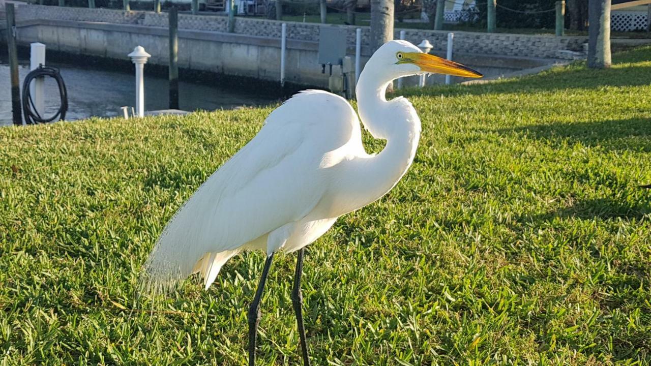 Siesta Key Condo - On The Water ! Esterno foto